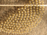 Teracotona senegalensis